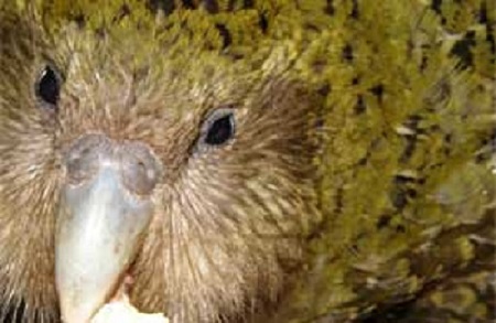 Close Up of Kakapo