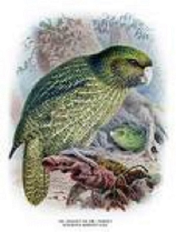 Strigops habroptilus, kakapo
Watercolour by John Gerrard Keulemans (c. 1887-1905), from Sir Walter Lawry Buller's A history of the Birds of New Zealand (1887-88).